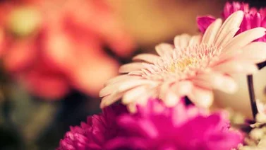 Impulsarán en Táchira producción de flores para la exportación