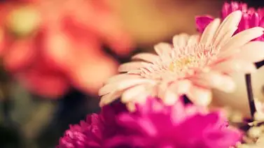 Impulsarán en Táchira producción de flores para la exportación Impulsarán en Táchira producción de flores para la exportación