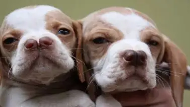 Los 5 amigos del hombre más extraños Los 5 amigos del hombre más extraños