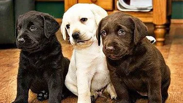 Estos perros se volvieron gigantes sin motivo alguno