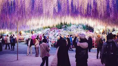 Árboles más antiguos y esplendorosos del mundo Árboles más antiguos y esplendorosos del mundo