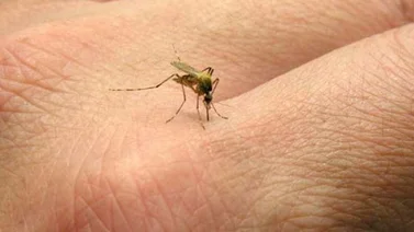 Confirman 25 muertes por chikungunya en Colombia