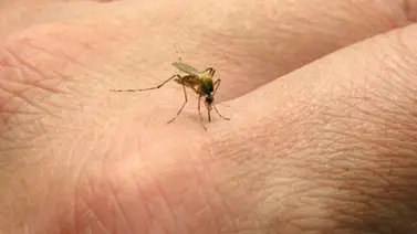 Confirman 25 muertes por chikungunya en Colombia Confirman 25 muertes por chikungunya en Colombia