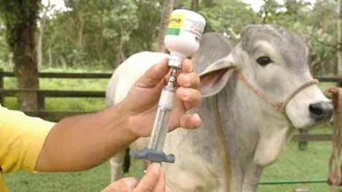Primer ciclo de vacunación contra fiebre aftosa