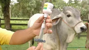 Primer ciclo de vacunación contra fiebre aftosa Primer ciclo de vacunación contra fiebre aftosa