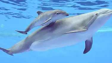 Como nace un delfín Como nace un delfín