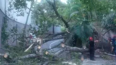 Árbol caído obstaculiza el paso en la carretera vieja de Baruta