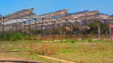Complejo Agrícola de El Palito en total abandono