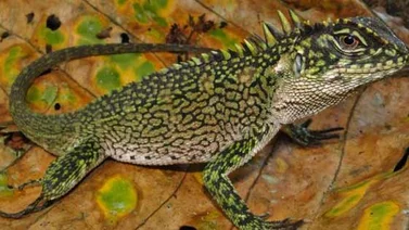 Descubren nuevas especies de dragones enanos