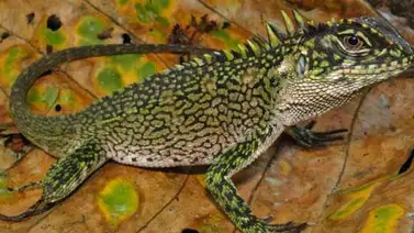 Descubren nuevas especies de dragones enanos Descubren nuevas especies de dragones enanos