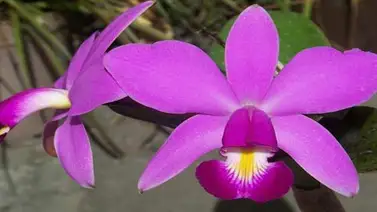 Empresa ruso-venezolana incumplió meta de exportación en 2014 Empresa ruso-venezolana incumplió meta de exportación en 2014