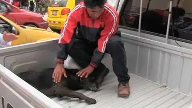 México: piden investigar envenenamiento de más de 60 perros México: piden investigar envenenamiento de más de 60 perros