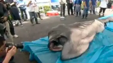 Tiburón prehistórico fue encontrado en Japón Tiburón prehistórico fue encontrado en Japón