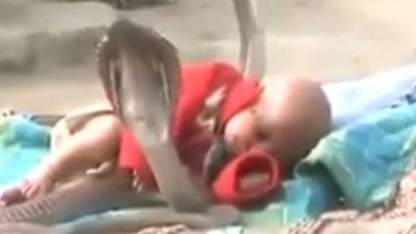 Cobras guardaespaldas de este bebé