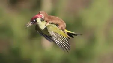 La comadreja que voló sobre un pájaro carpintero La comadreja que voló sobre un pájaro carpintero