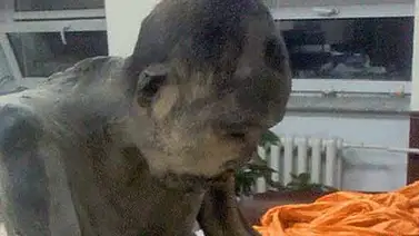 Monje budista momificado que "no está muerto" Monje budista momificado que "no está muerto"