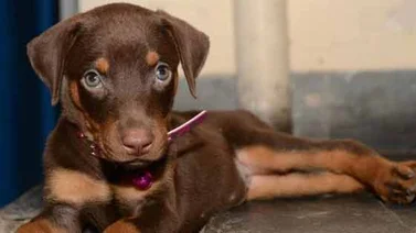 Mujer ahoga a su cachorro en un inodoro
