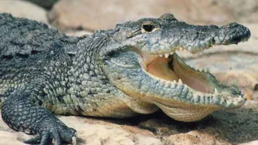 Los cocodrilos no atacan a los humanos cuando buscan pareja