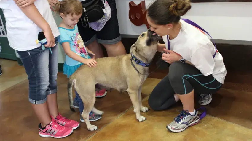 Sepa dónde habrá jornadas de adopción de mascotas en Texas y Chicago (+Fechas)
