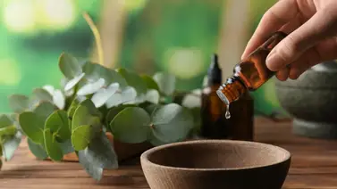 Estos son los beneficios del eucalipto que harán maravillas en tu organismo Estos son los beneficios del eucalipto que harán maravillas en tu organismo