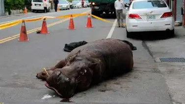 Hipopótamo salta de un camión y lo confunden con un dinosaurio Hipopótamo salta de un camión y lo confunden con un dinosaurio