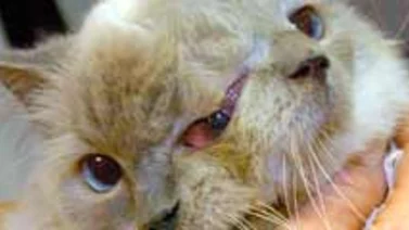 Muere gato de dos caras a los 15 años