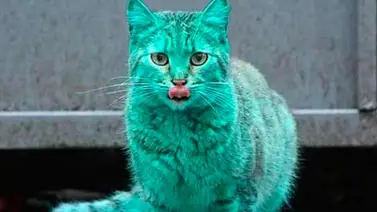 El misterioso gato verde de Bulgaria El misterioso gato verde de Bulgaria