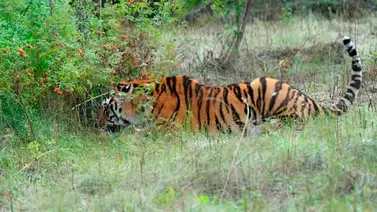 Tigre de Putin mata cabras en China Tigre de Putin mata cabras en China
