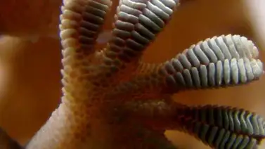 Tecnología de punta: Manos de gecko Tecnología de punta: Manos de gecko