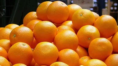 Científicos japoneses desarrollan biocombustible a partir de naranjas