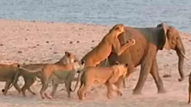 Un joven elefante sobrevive al ataque de 14 leones