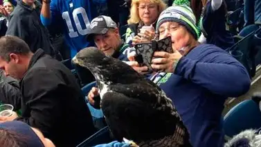 Un Halcón ve el juego de su equipo desde las gradas Un Halcón ve el juego de su equipo desde las gradas