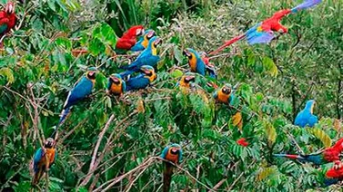 Túnel de aves uno de los atractivos del Fitven 2014
