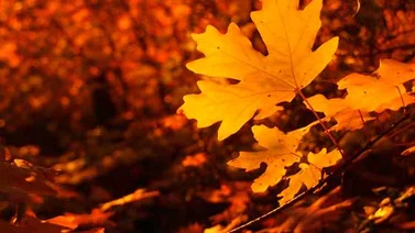 ¿Por qué se caen las hojas de los árboles en otoño?