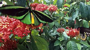 ¿Sabes cuál es la mariposa más grande que existe? ¿Sabes cuál es la mariposa más grande que existe?