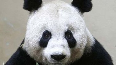 Vídeo: Estos pandas no quieren tomarse su medicamento