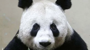 Vídeo: Estos pandas no quieren tomarse su medicamento