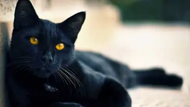 Gatos negros bajo protección en Budapest por Halloween Gatos negros bajo protección en Budapest por Halloween