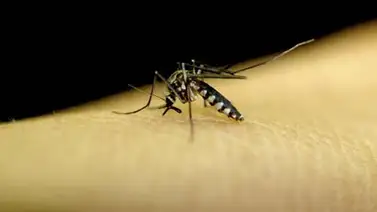 Salud Miranda insiste en que gobierno central debe sincerar cifras de Chikunguña Salud Miranda insiste en que gobierno central debe sincerar cifras de Chikunguña