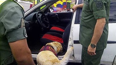 Incautan 17 kilos de marihuana en Táchira