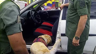 Incautan 17 kilos de marihuana en Táchira