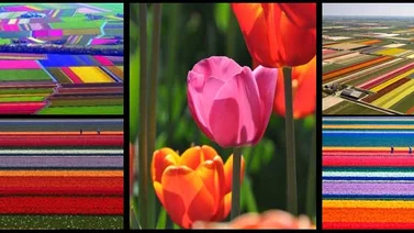 Hermosos… así son los campos de tulipanes en Holanda
