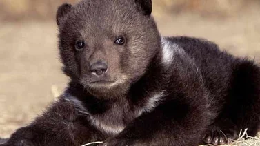 Pequeño oso sorprende a compradores en un mercado de EE.UU