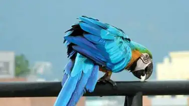 Las guacamayas que vigilan el cielo de Caracas Las guacamayas que vigilan el cielo de Caracas