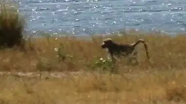 El babuino Robinson, el mono más solo del mundo El babuino Robinson, el mono más solo del mundo