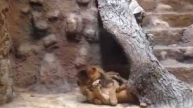 Un León mató a una leona y horrorizó a visitantes de zoológico