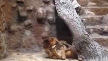 Un León mató a una leona y horrorizó a visitantes de zoológico