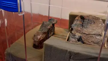 Ministro Fernández presentó fósiles del Tachiraptor admirabilis Ministro Fernández presentó fósiles del Tachiraptor admirabilis