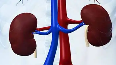 1500 pacientes están en espera de un riñón 1500 pacientes están en espera de un riñón