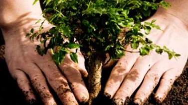 Brigadas escolares ecosocialistas plantarán cerca de 30.000 árboles